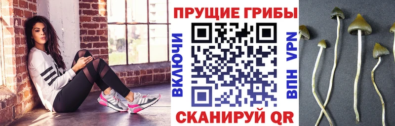 Псилоцибиновые грибы Psilocybine cubensis  Елизаветинская 